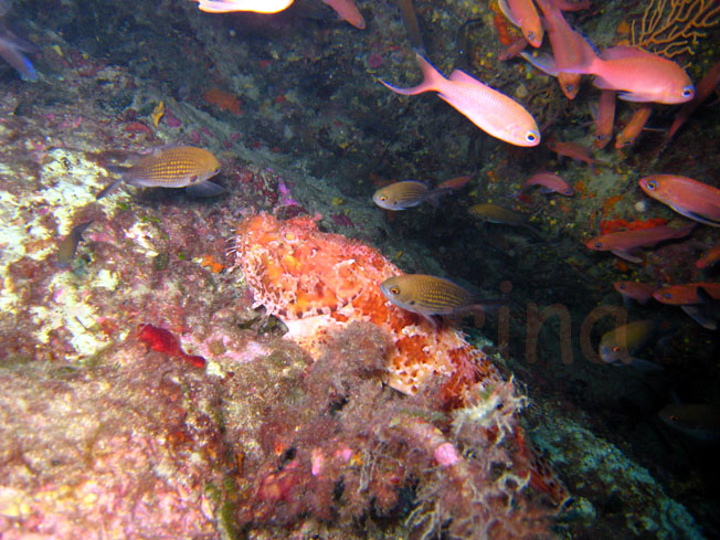 Qualche pesce da Portofino